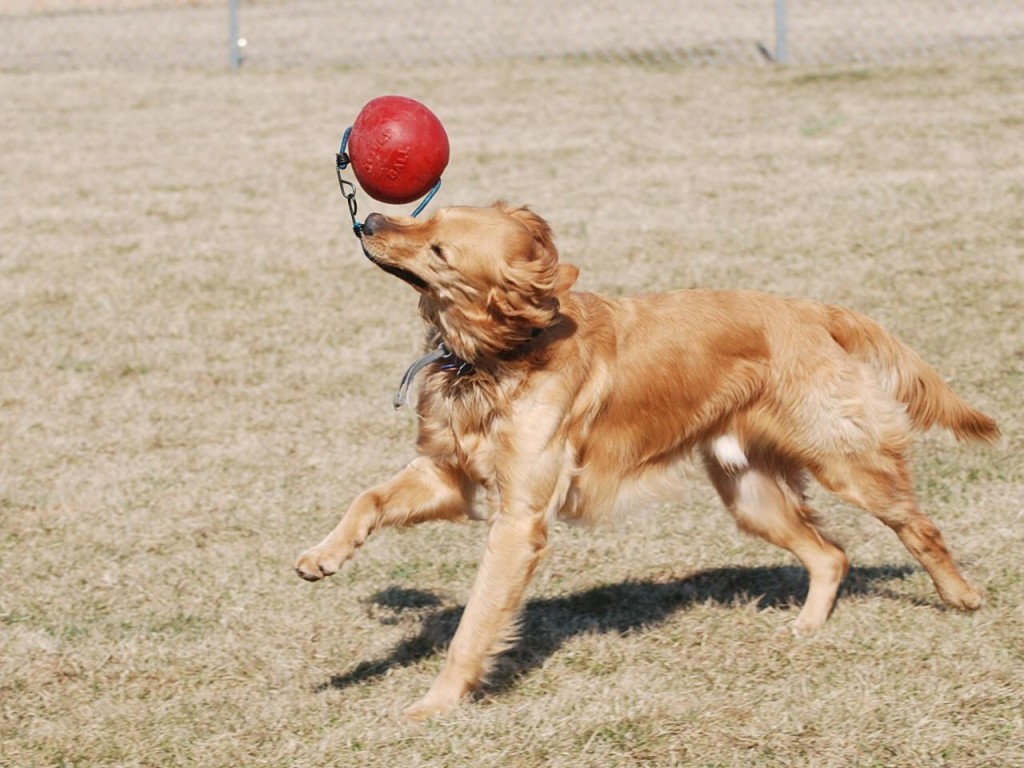 Dog playing courtesy of morguefile.com